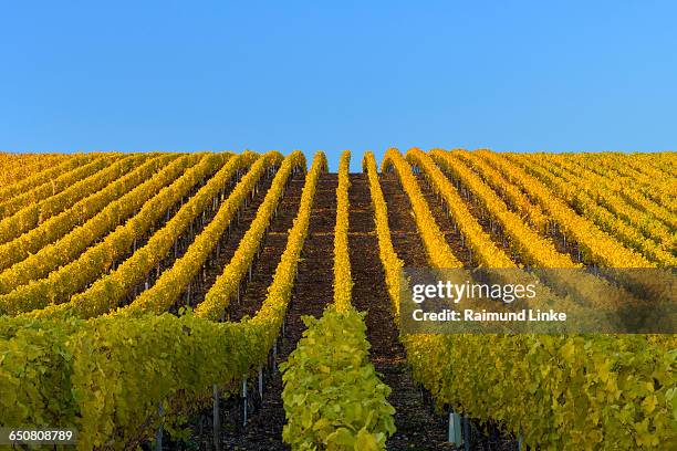 colorful vineyards in autumn - volkach stock pictures, royalty-free photos & images