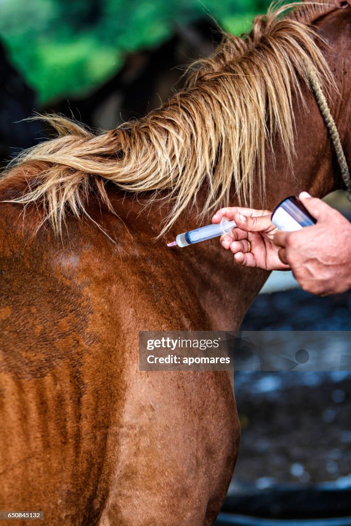 Veterinarios hacer inyección en caballo