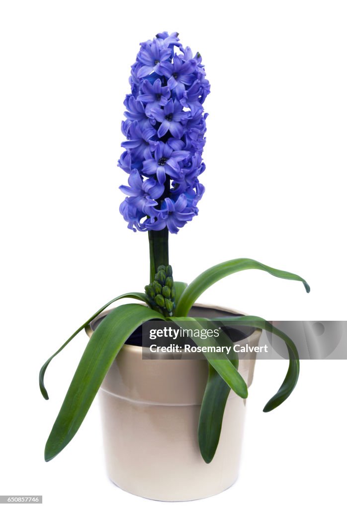 Pottery container with fragrant blue hyacinth in flower.