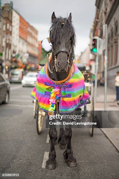 jaunting car with rainbow coat - david levingstone stock pictures, royalty-free photos & images