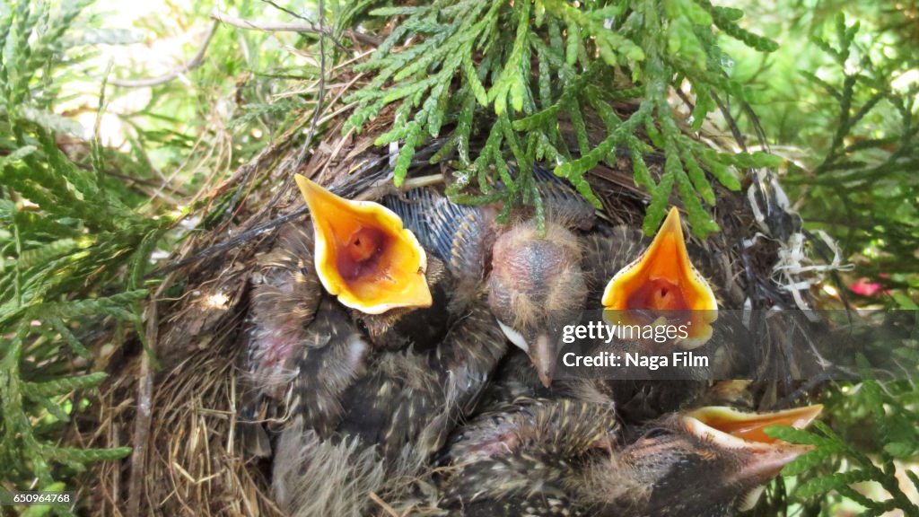 Baby robin birds waiting for food in their nest.