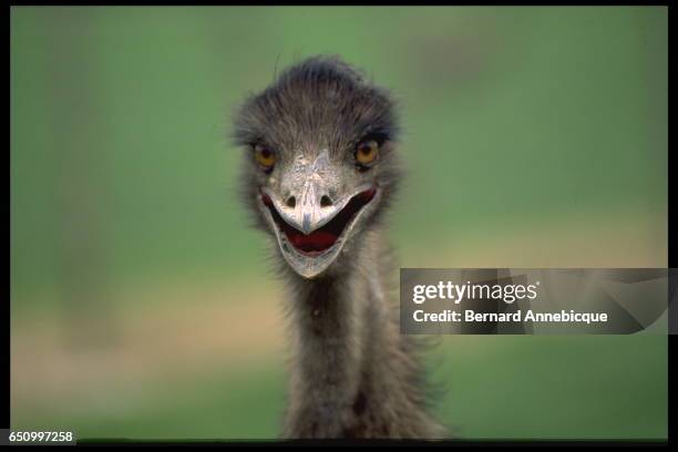 OSTRICHES AND EMUS FOR SAUDI ARABIA
