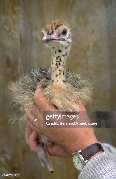 OSTRICHES AND EMUS FOR SAUDI ARABIA