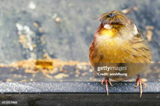 gloster canary - canary bird stock pictures, royalty-free photos & images