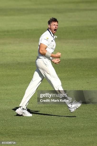 James Pattinson of the Bushrangers celebrates taking the wicket of Josh Inglis of the Warriors during the Sheffield Shield match between Victoria and...