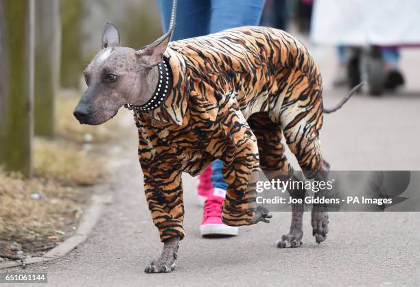 Dog arrives in a onesie for day two of Crufts 2017 at the NEC in Birmingham.