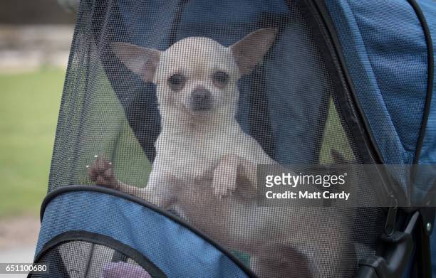 Pair of Chihuahua's look out from a push chair as they arrive on the second day of Crufts Dog Show at the NEC Arena on March 10, 2017 in Birmingham,...