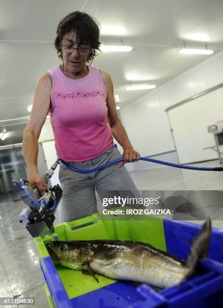 Anne-Marie Vergez, la seule femme patron pêcheur du port de Saint-Jean-de-Luz, estampille son poisson avec la marque "Merlu de ligne-Saint-Jean de...