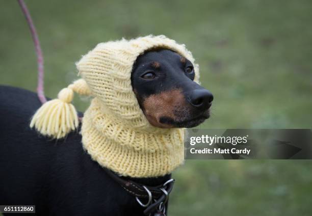 Manchester terrier wears a hat as they arrive on the second day of Crufts Dog Show at the NEC Arena on March 10, 2017 in Birmingham, England. First...