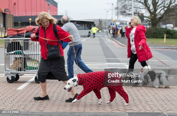 Dog owner leads a dalmatian wearing a spotted coat as they arrive on the second day of Crufts Dog Show at the NEC Arena on March 10, 2017 in...