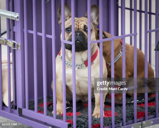 Pug dog looks out of its cage as it arrives on the second day of Crufts Dog Show at the NEC Arena on March 10, 2017 in Birmingham, England. First...