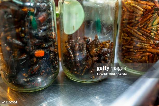 Mescal Insects 40 Mezcal Worm Stock Photos, High-Res Pictures, and Images - Getty Images
