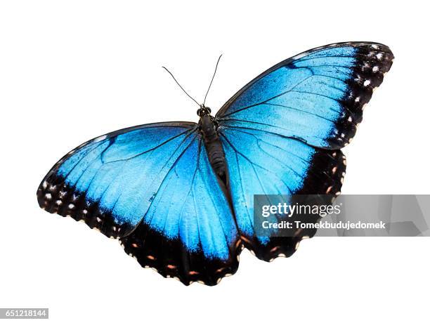 butterfly - farfalle foto e immagini stock