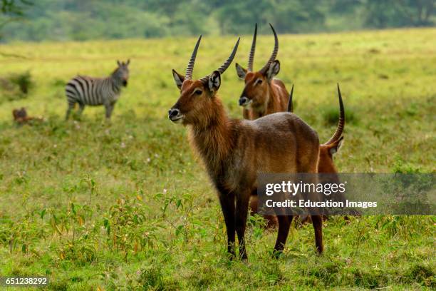 Defasa Waterbuck, Kobus ellipsiprymnus defassa, Lake Nakuru, Nakuru, Great Rift Valley, Kenya.