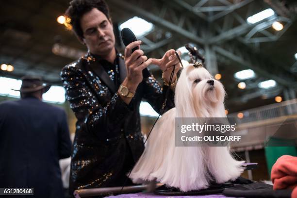 Man grooms a Maltese dog on the second day of the Crufts dog show at the National Exhibition Centre in Birmingham, central England, on March 10,...