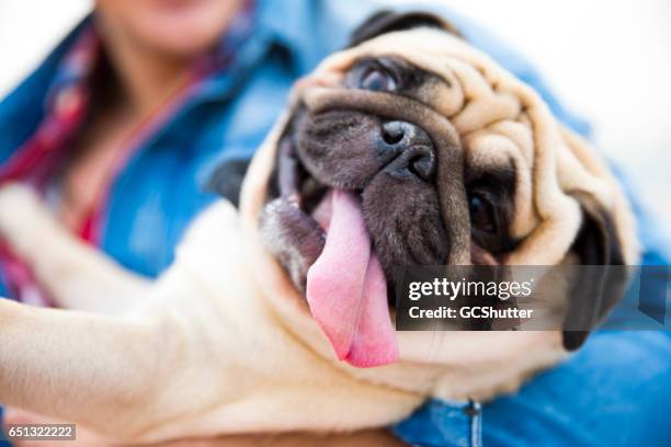 isn't he so cute? - pug stock pictures, royalty-free photos & images