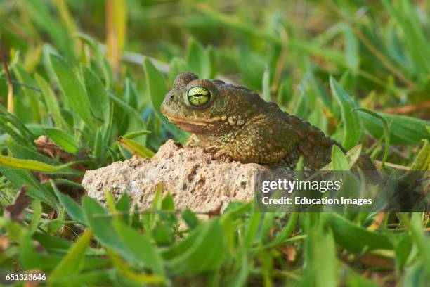Sapo Corredor, Natterjack Toad, Bufo calamita, Benalmadena, Malaga, Andalusia, Spain.