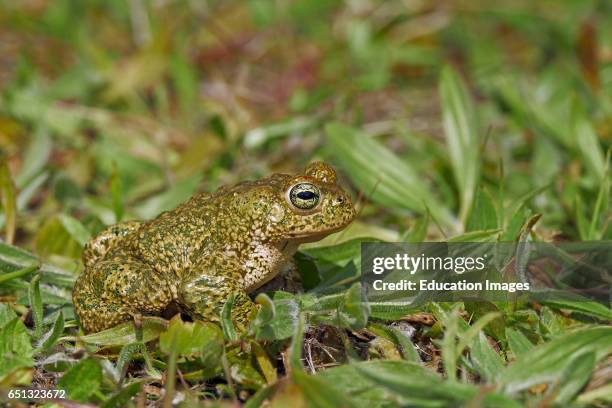 Sapo Corredor, Natterjack Toad, Bufo calamita, Benalmadena, Malaga, Andalusia, Spain.