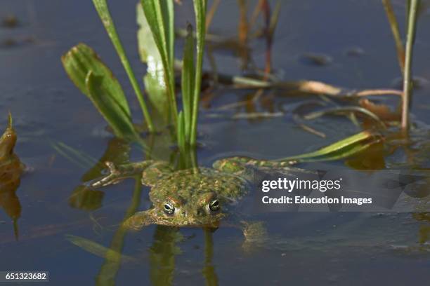 Sapo Corredor, Natterjack Toad, Bufo calamita, Benalmadena, Malaga, Andalusia, Spain.