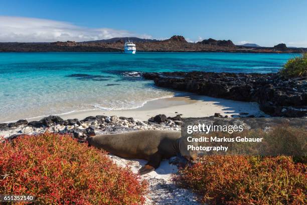 a galapagos sea lion on the beach with a cruise ship and turquoise ocean in the distance, galapagos islands - galapagos isle stock-fotos und bilder