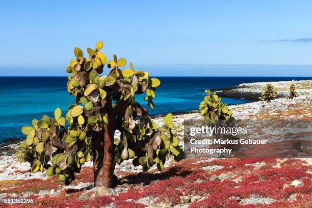 scenic view of giant cactus infront of a sunny blue sky and the ocean on santa cruz island, galapagos islands - santa cruz island galapagos islands stockfoto's en -beelden