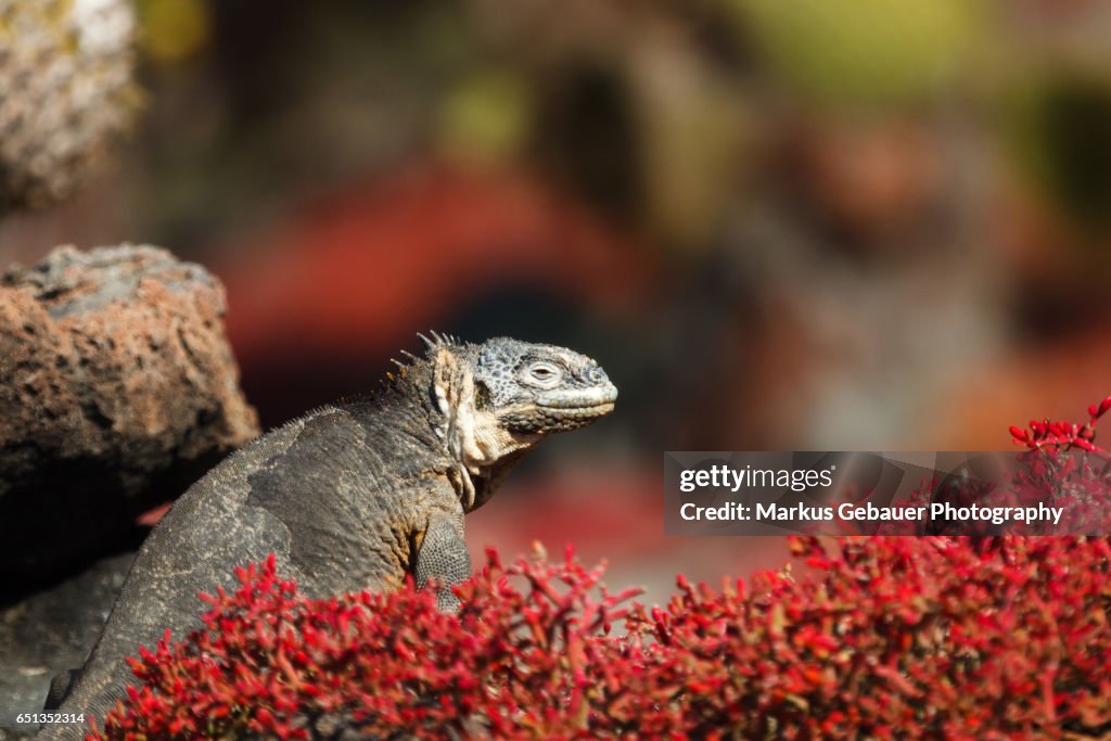 Galapagos land iguana sits among colorful red vegetation