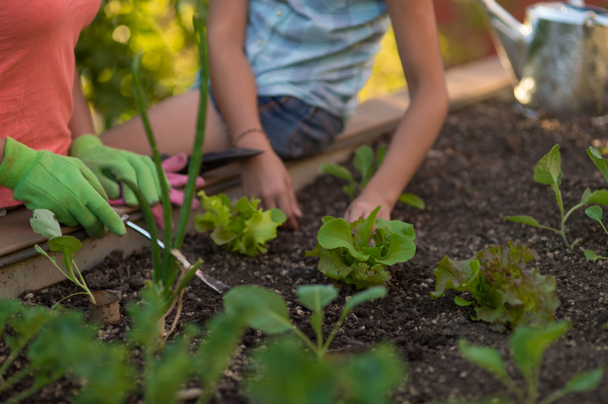 Woman planting flowers in garden bed Woman planting flowers in garden bed