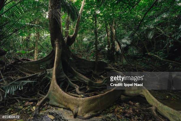 buttress roots of a fig tree in jungle, iriomote island, japan - insel iriomote stock-fotos und bilder