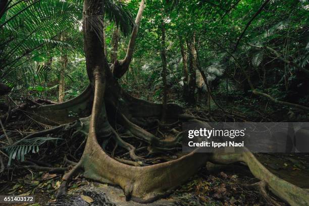 Dark Roots Tree 2,926 Dark Roots Stock Photos, High-Res Pictures, and Images - Getty Images