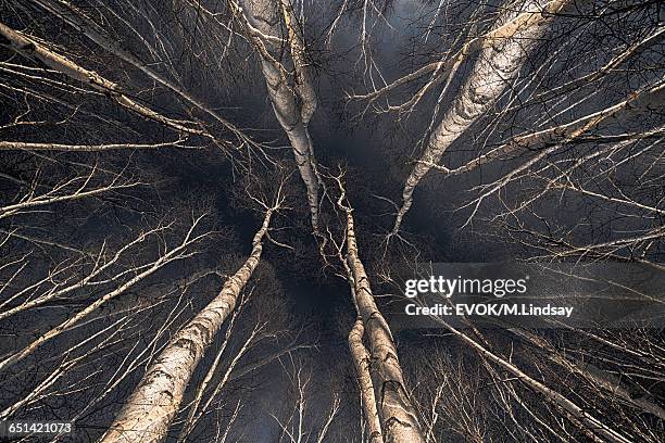 view of forest at night - birch stock pictures, royalty-free photos & images