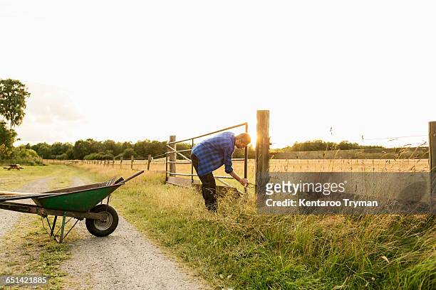 man examining gate on grassy field against clear sky at farm - looking over fence stock pictures, royalty-free photos & images