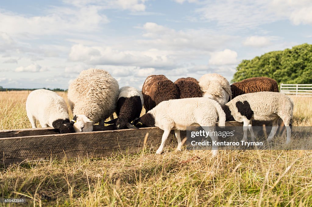 Sheep feeding in trough at farm against sky