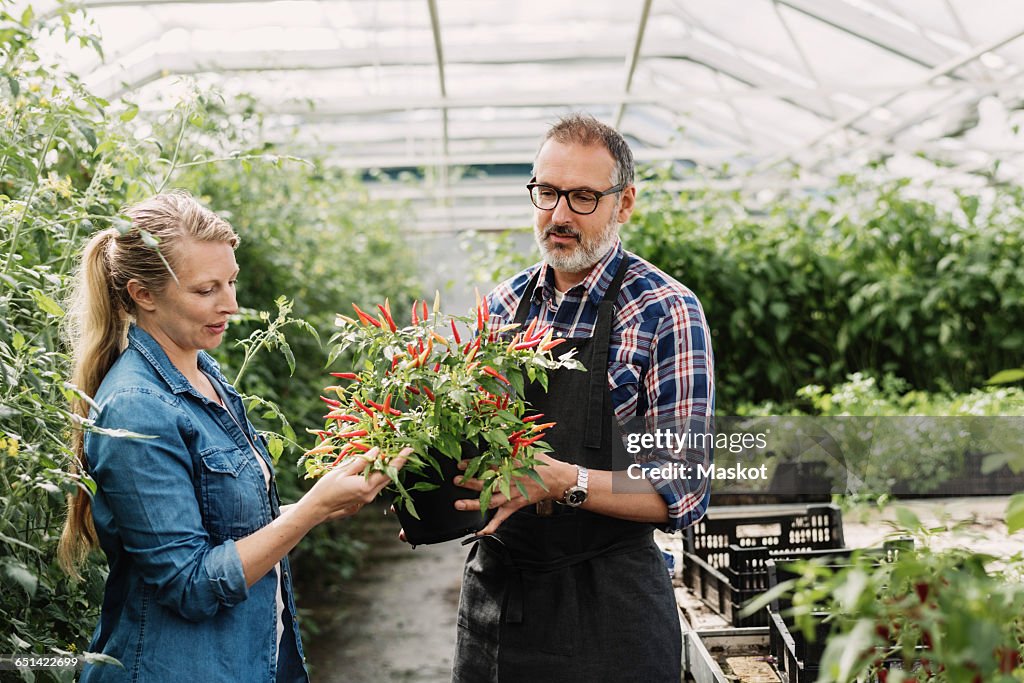 Gardeners checking potted plant in greenhouse