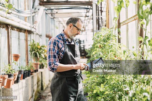 male gardener using digital tablet in greenhouse - side view vegetable garden stock pictures, royalty-free photos & images