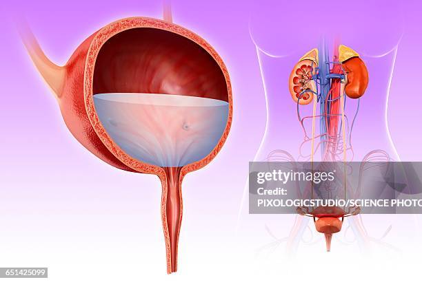 Capacious Bladder Bladder Photos and Premium High Res Pictures - Getty Images