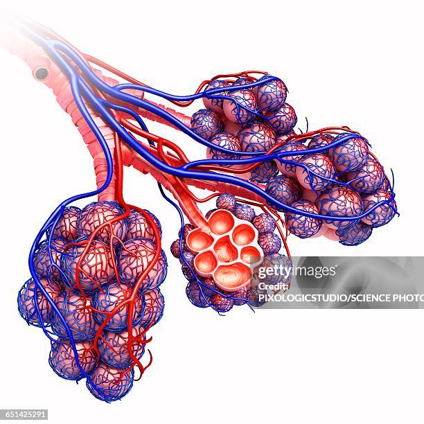 alveoli of the human lung, illustration - lungenbläschen stock-grafiken, -clipart, -cartoons und -symbole