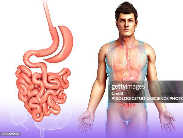 ilustrações, clipart, desenhos animados e ícones de sleeve gastrectomy, illustration - intestino delgado