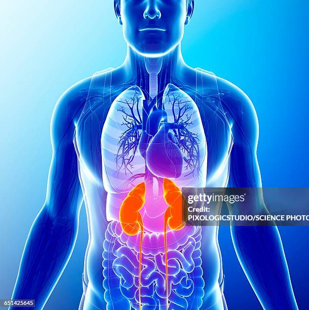 ilustraciones, imágenes clip art, dibujos animados e iconos de stock de human kidneys, illustration - human kidney