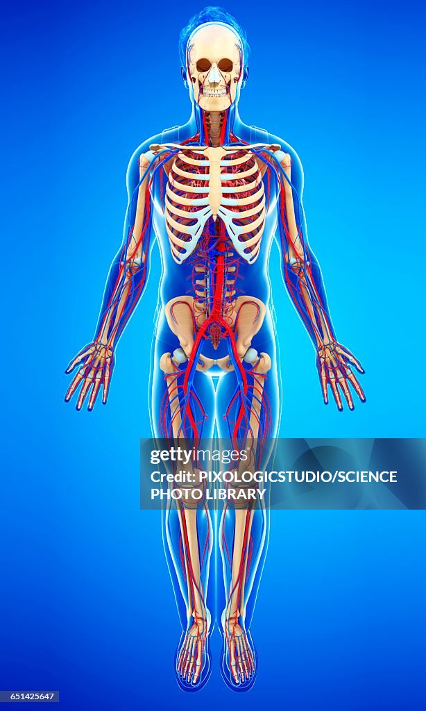 Human Skeletal System Illustration High-Res Vector Graphic - Getty Images