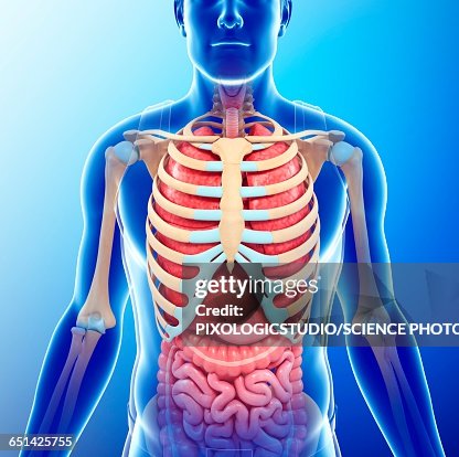 Human Chest Anatomy Illustration High-Res Vector Graphic - Getty Images