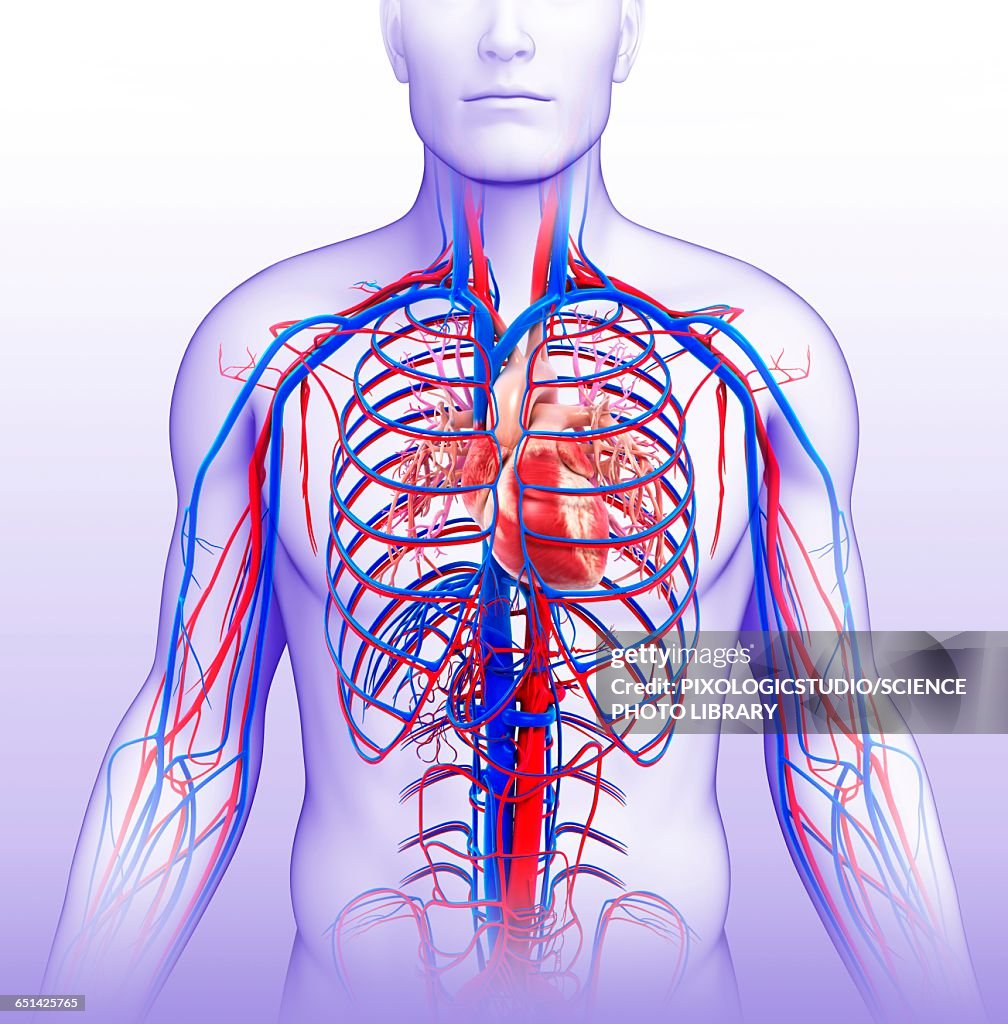 Extravascular System Human Vascular System Illustration High-Res Vector Graphic - Getty Images