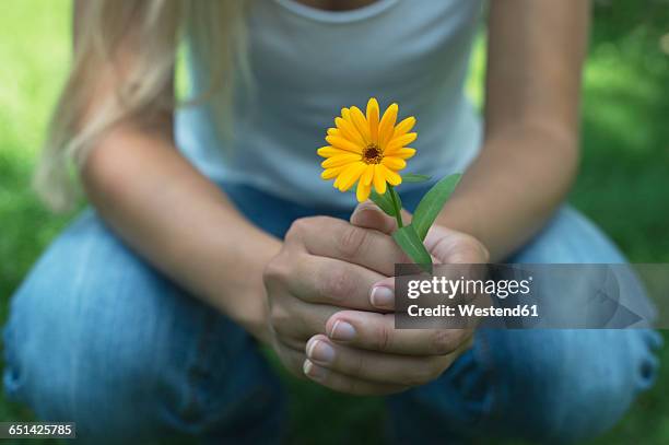 hands of woman holding pot marigold - calendula stockfoto's en -beelden