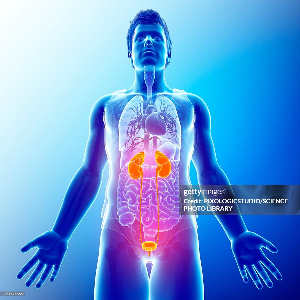 Human Kidneys Illustration High-Res Vector Graphic - Getty Images