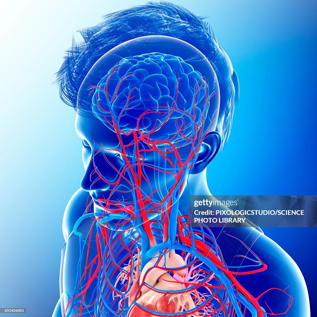Human Internal Systems Illustration High-Res Vector Graphic - Getty Images