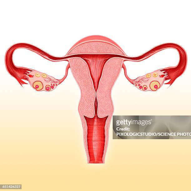 female reproductive system, illustration - human uterus stock illustrations