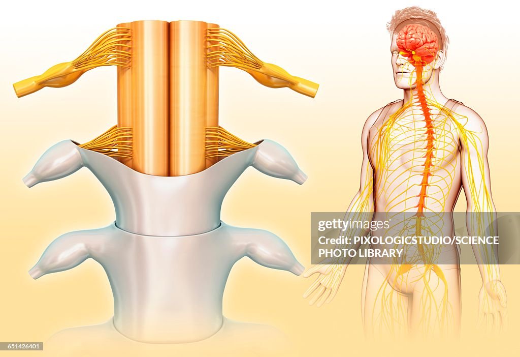 Human spinal cord, illustration