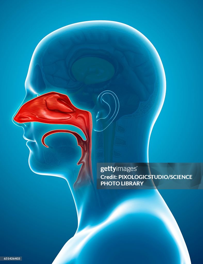 Human nasal cavity, illustration