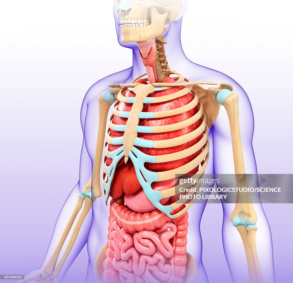 Anatomy Of The Human Chest Illustration High-Res Vector Graphic - Getty ...