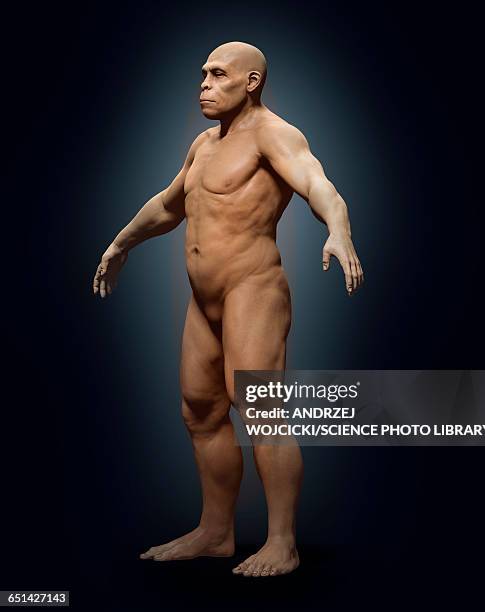 homo erectus, illustration - homo erectus stock illustrations