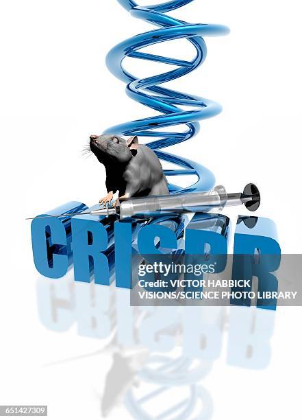 Lab Rat Injection 35 Rat Injection Stock Photos, High-Res Pictures, and Images - Getty Images